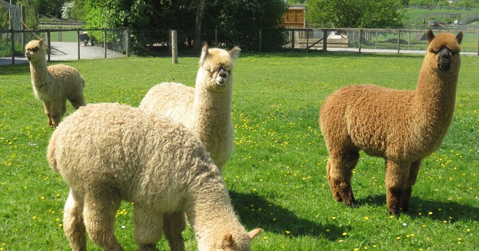 Alpaca Walking at The Lake District Wildlife Park - Bassenthwaite ...