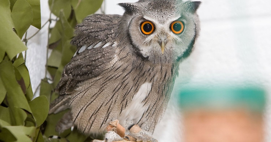 Birds of prey  Cumbria Wildlife Trust