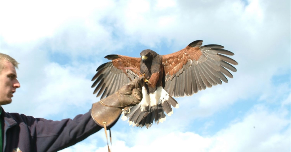 Birds of prey  Cumbria Wildlife Trust