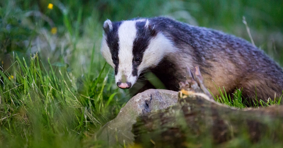 RSPB Badger Watching Hide at Wild Haweswater - Penrith - Visit Lake ...