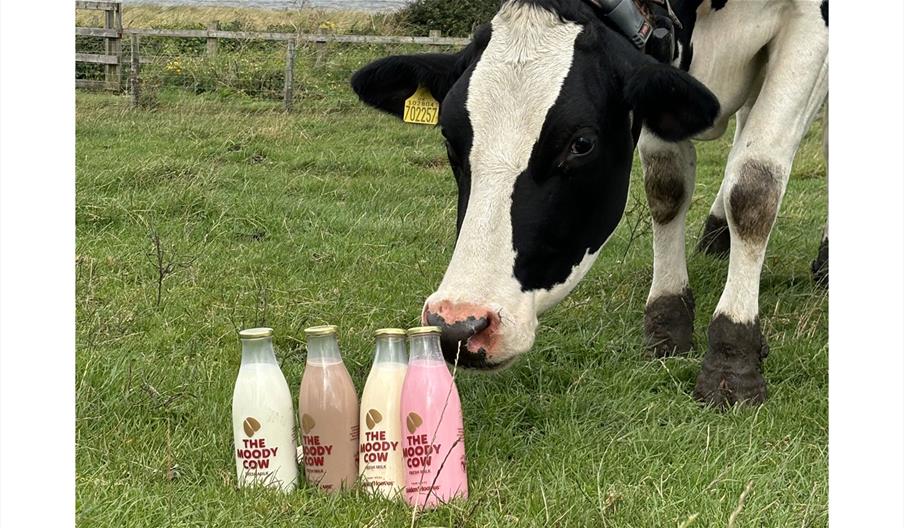 Cow inspects milk bottles from The Moody Cow in Allonby, Cumbria