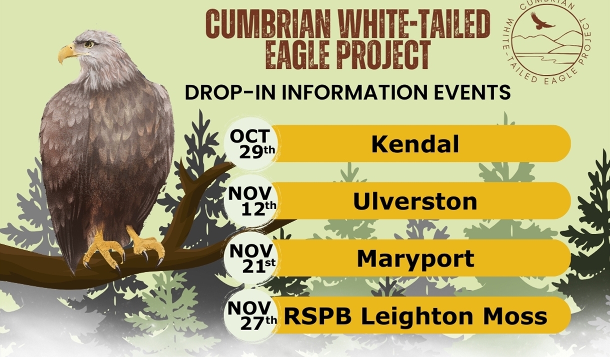 Poster for The Cumbrian White-Tailed Eagle Project – drop-in information events