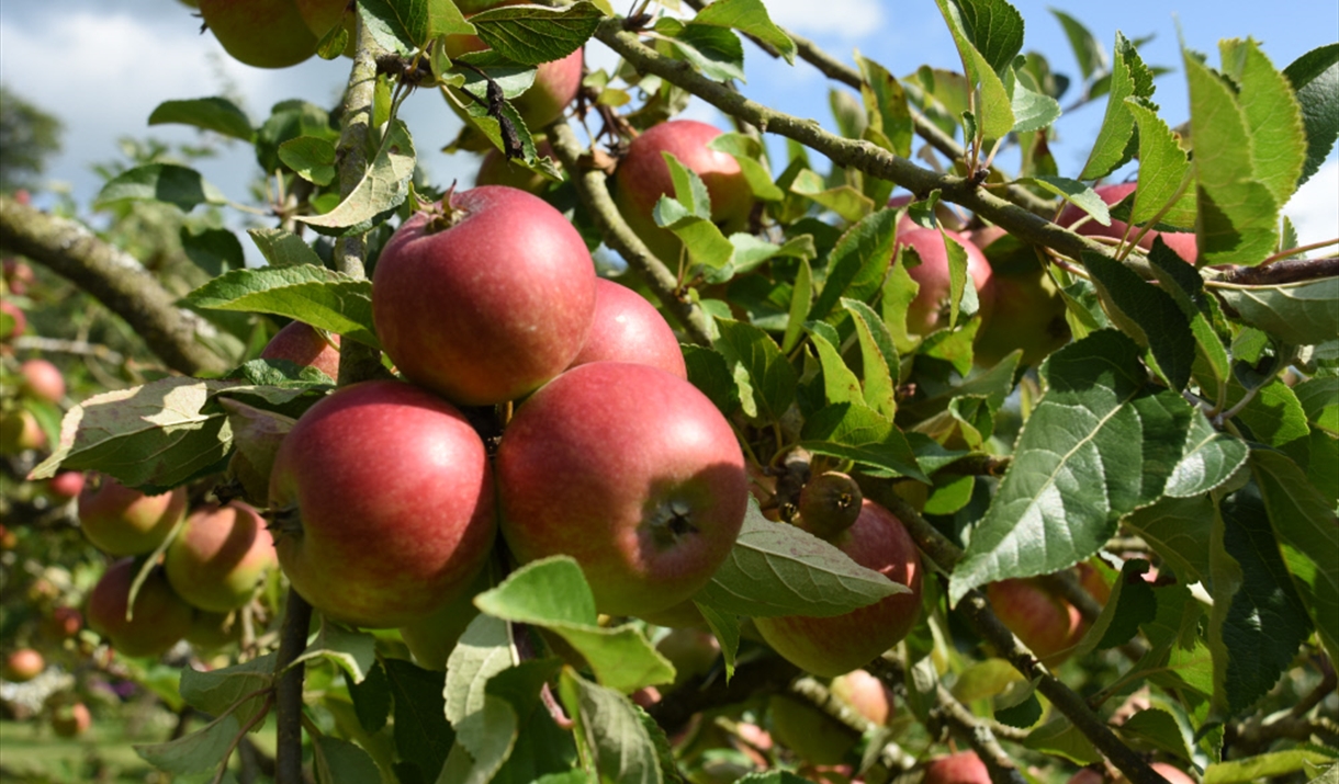 Sizergh Orchard Day