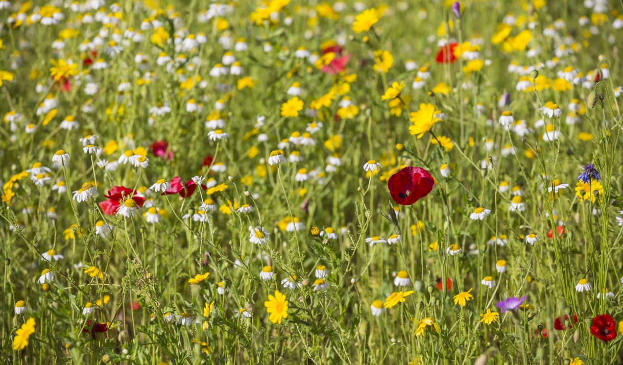 Meadow Mania Part 1: British Native Meadow Species