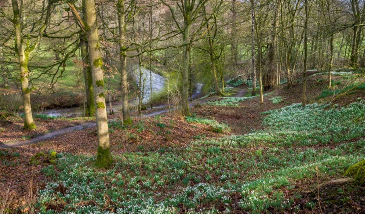 Snowdrop Weekends at National Trust Acorn Bank
