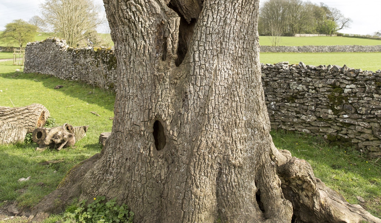 Ancient Trees exhibition