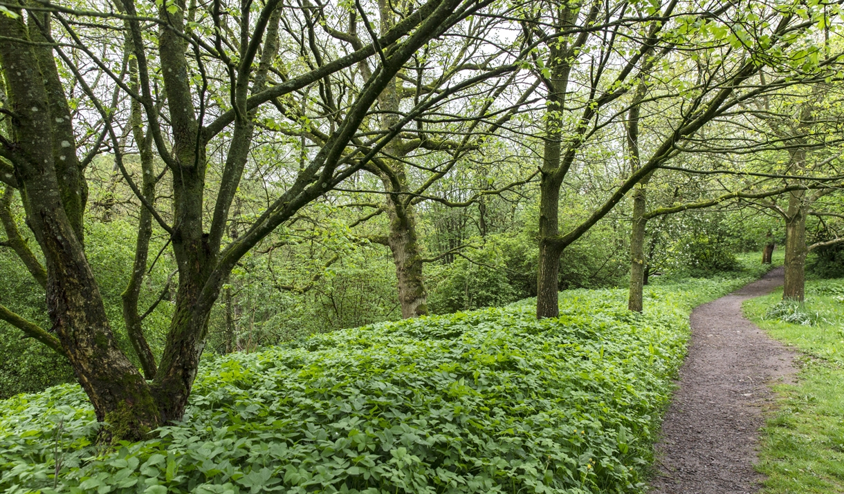 Foraging Courses