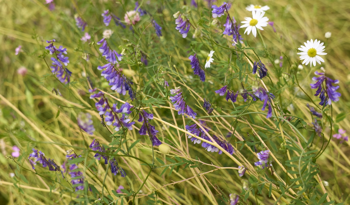 Meadow Mania Part 2: Sketching Wildflowers