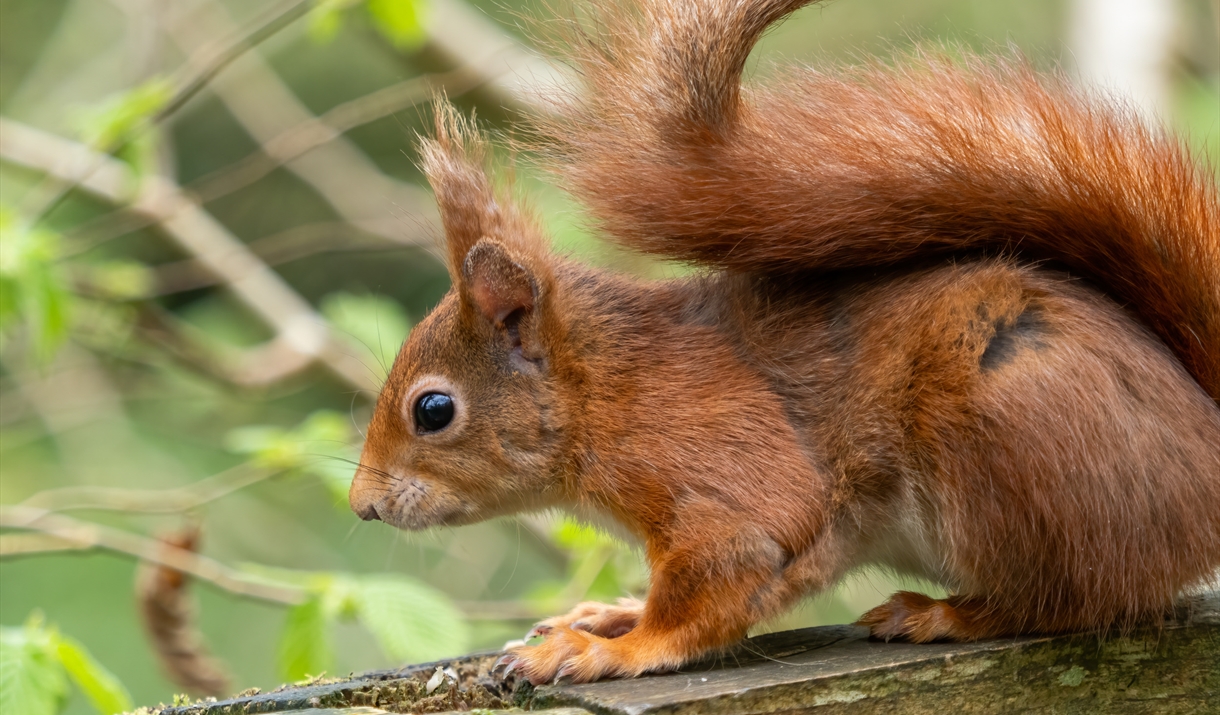 Red Squirrel Talks with Rachel Smith