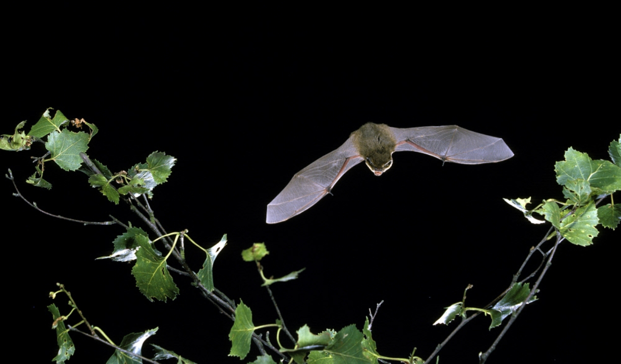 A bat flying through the air at night