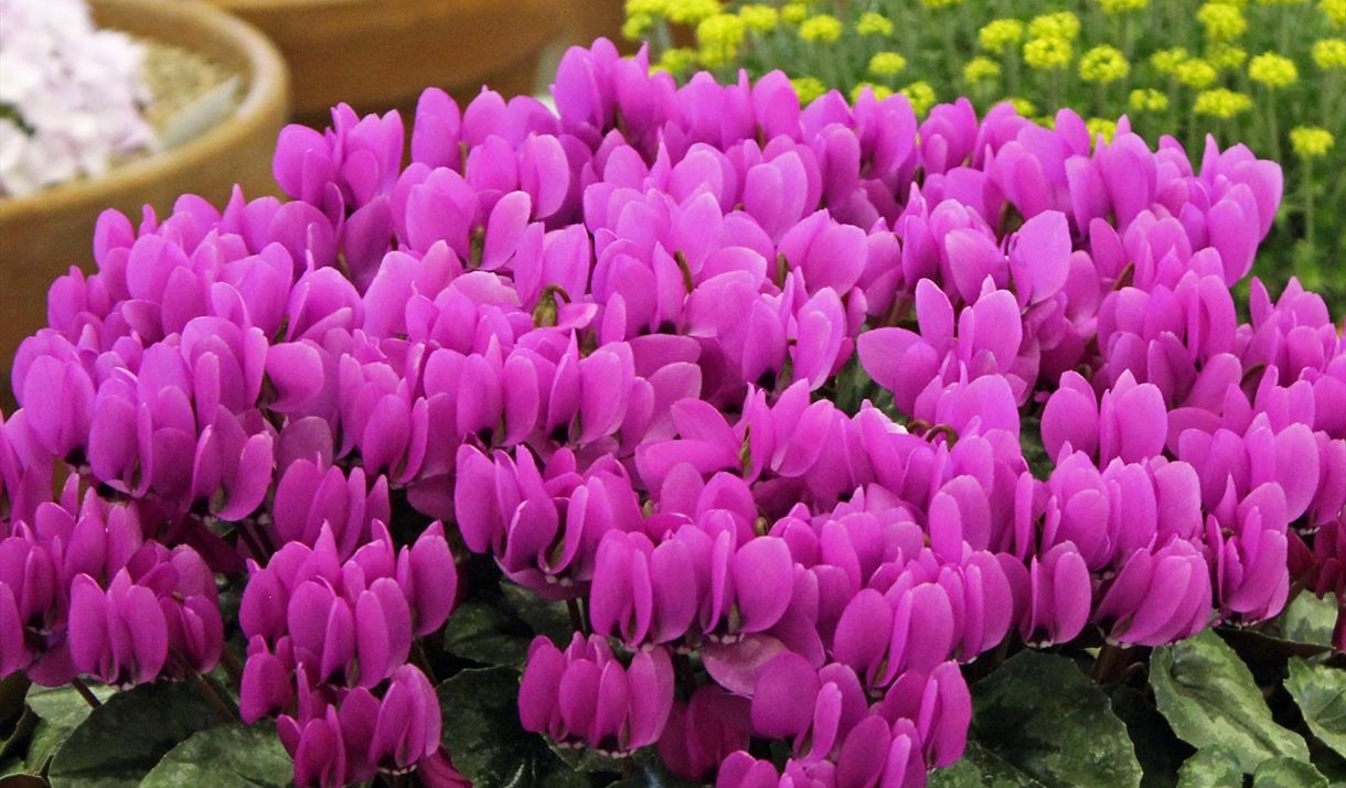 Spring Flower Show and Plant Fair