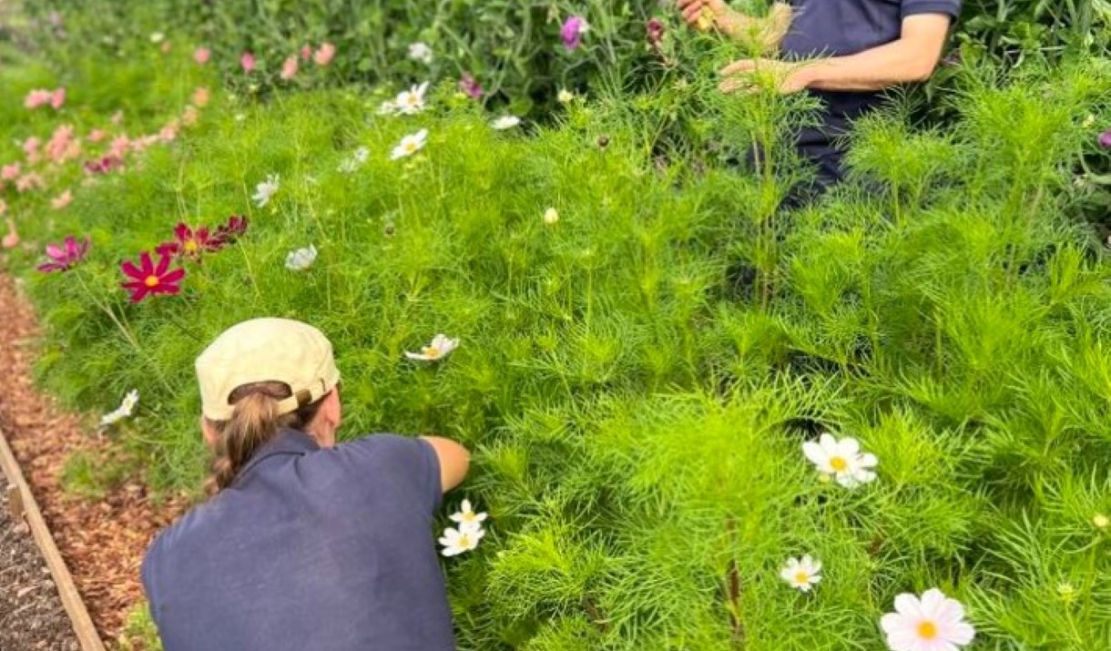 Holker's Walled Garden