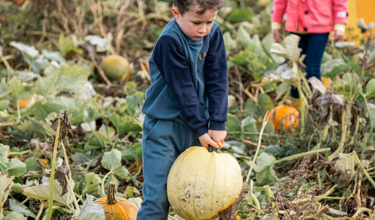 Pumpkin Picking at Walby Farm Park