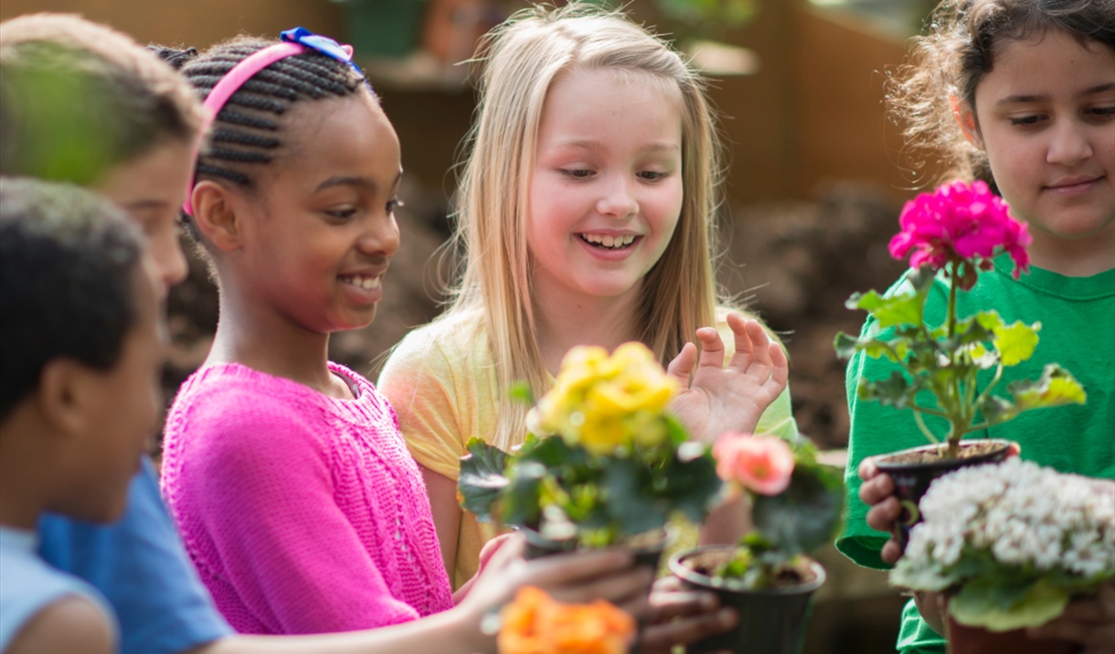 Plant Pot Painting and Flower Planting