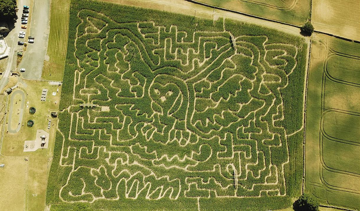 Aerial View of the Maize, in the Shape of a Flying Owl, at Lakeland Maze Farm Park in Sedgwick, Cumbria