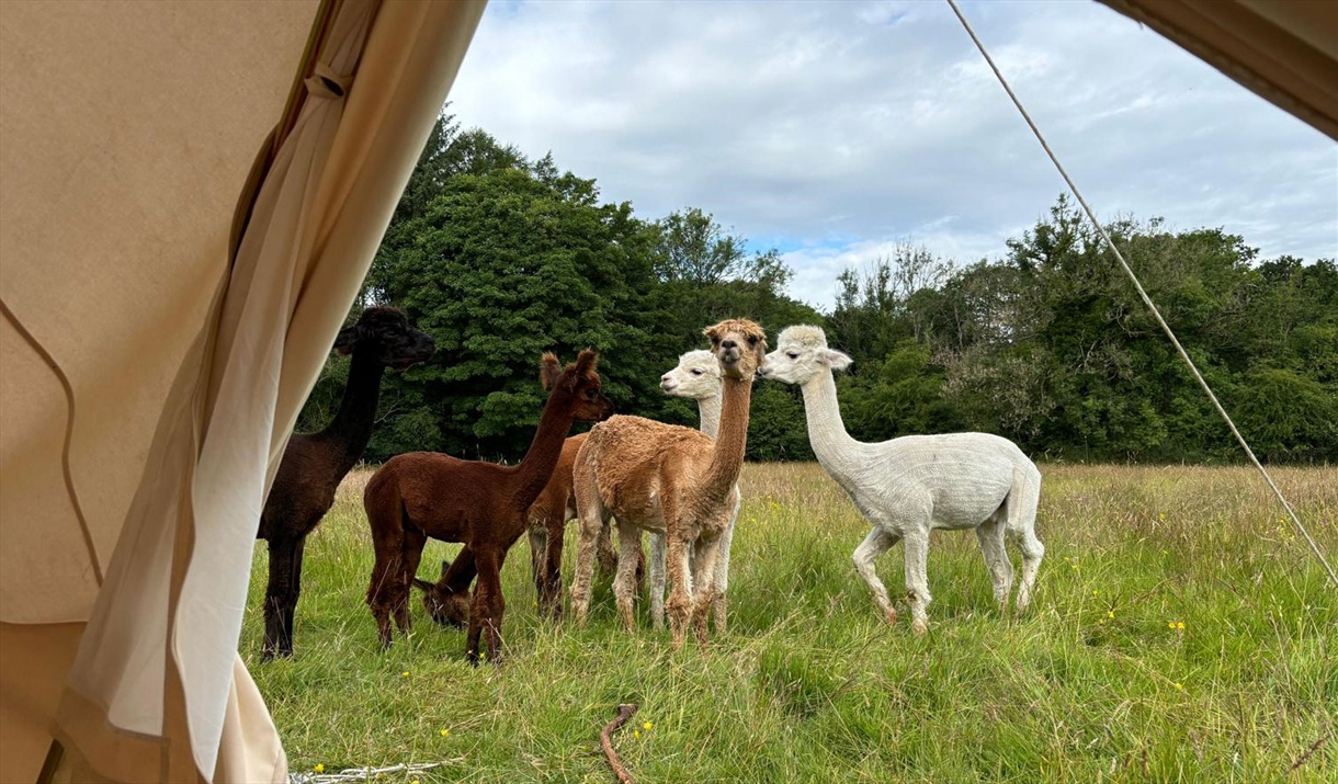 Alpacas at All About Alpacas in Cartmel, Cumbria