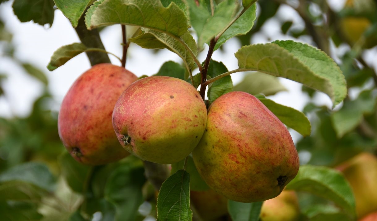 Apples growing in Acorn Bank's orchard on a sunny autumn day