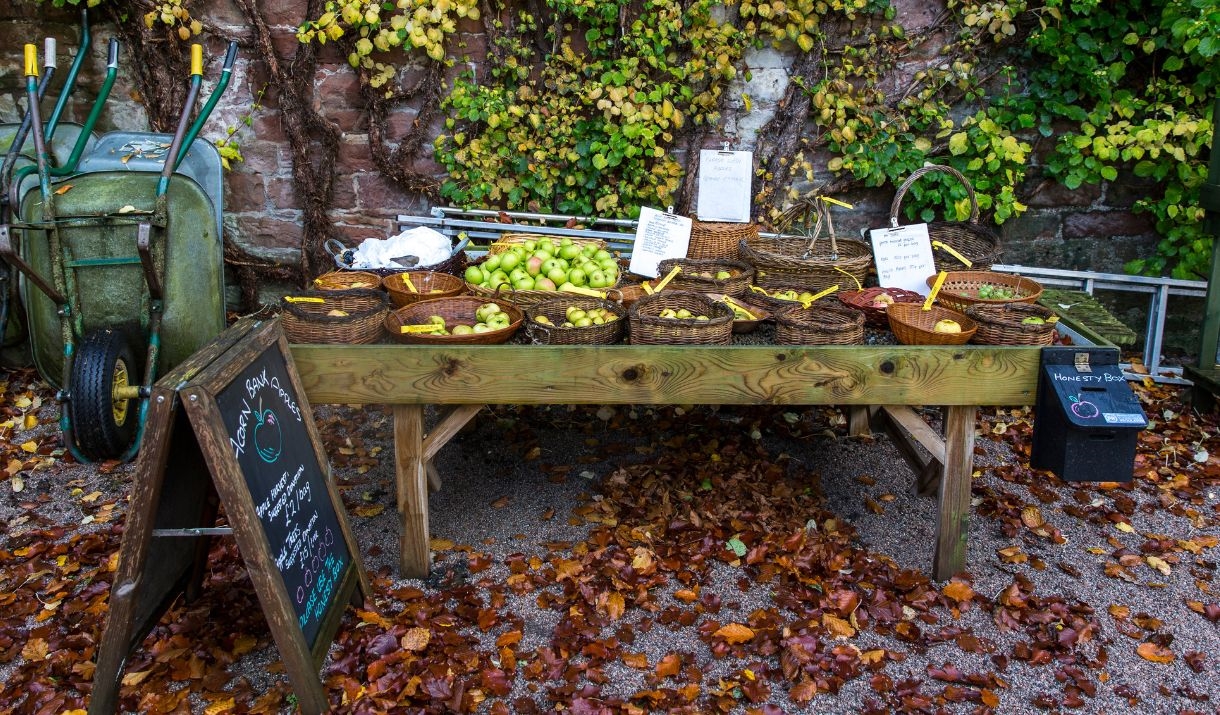 Assorted heritage apples in crates, showing a variety of shapes, sizes and colours.