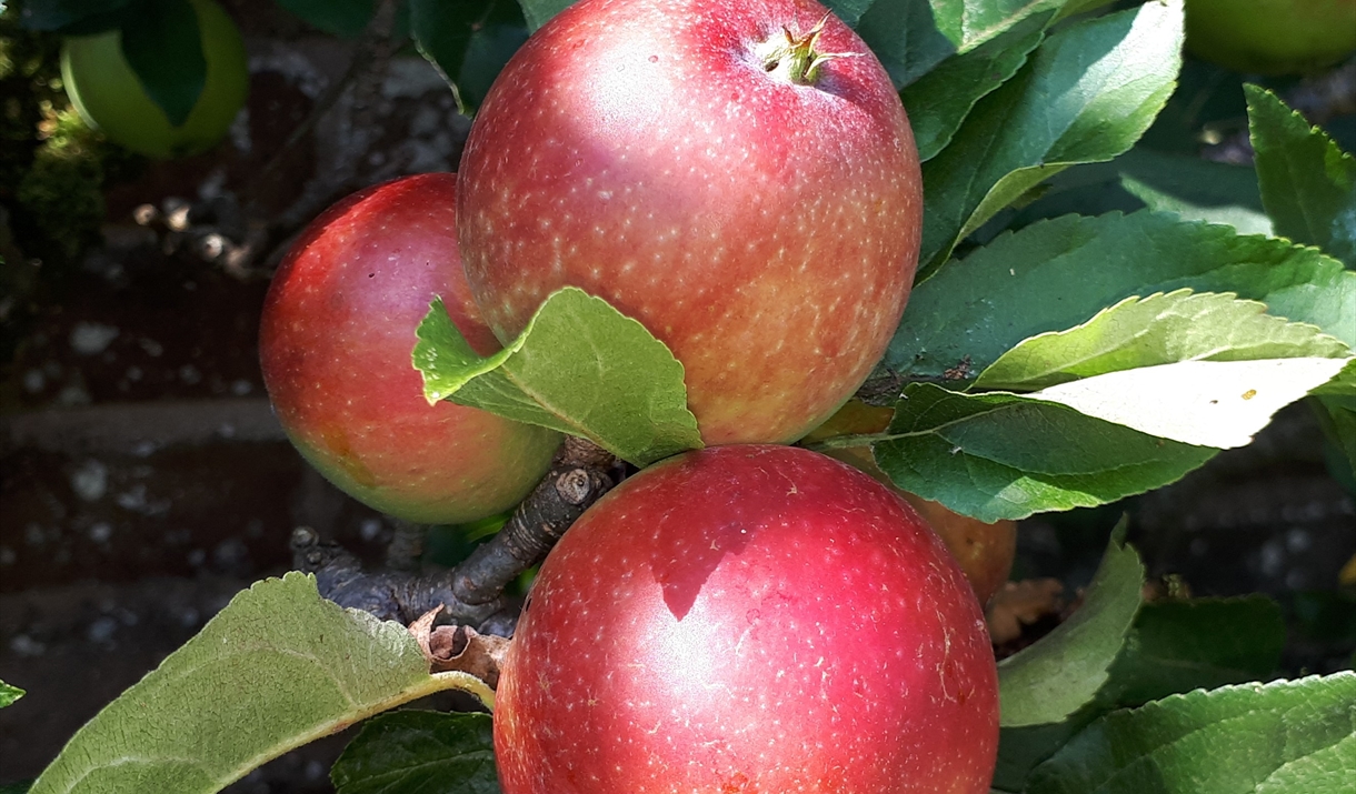 Apples