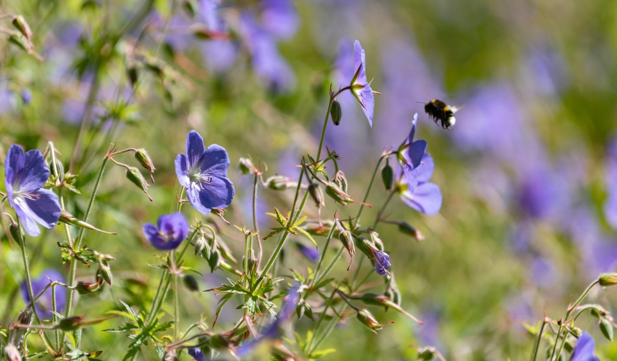 Bee pollinating a flower