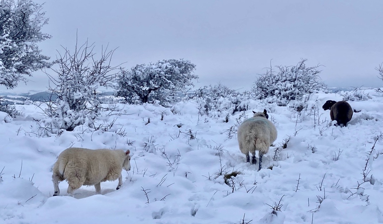 Sheep in a snowy field