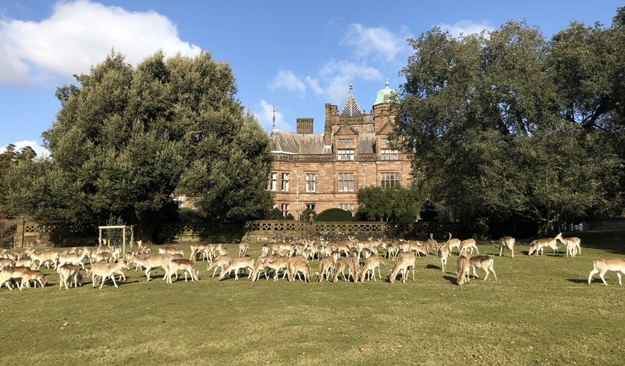 herd of fallow deer in front of Holker Hall