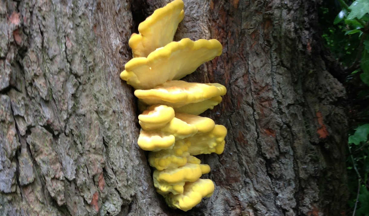 Picture of a mushroom on a tree