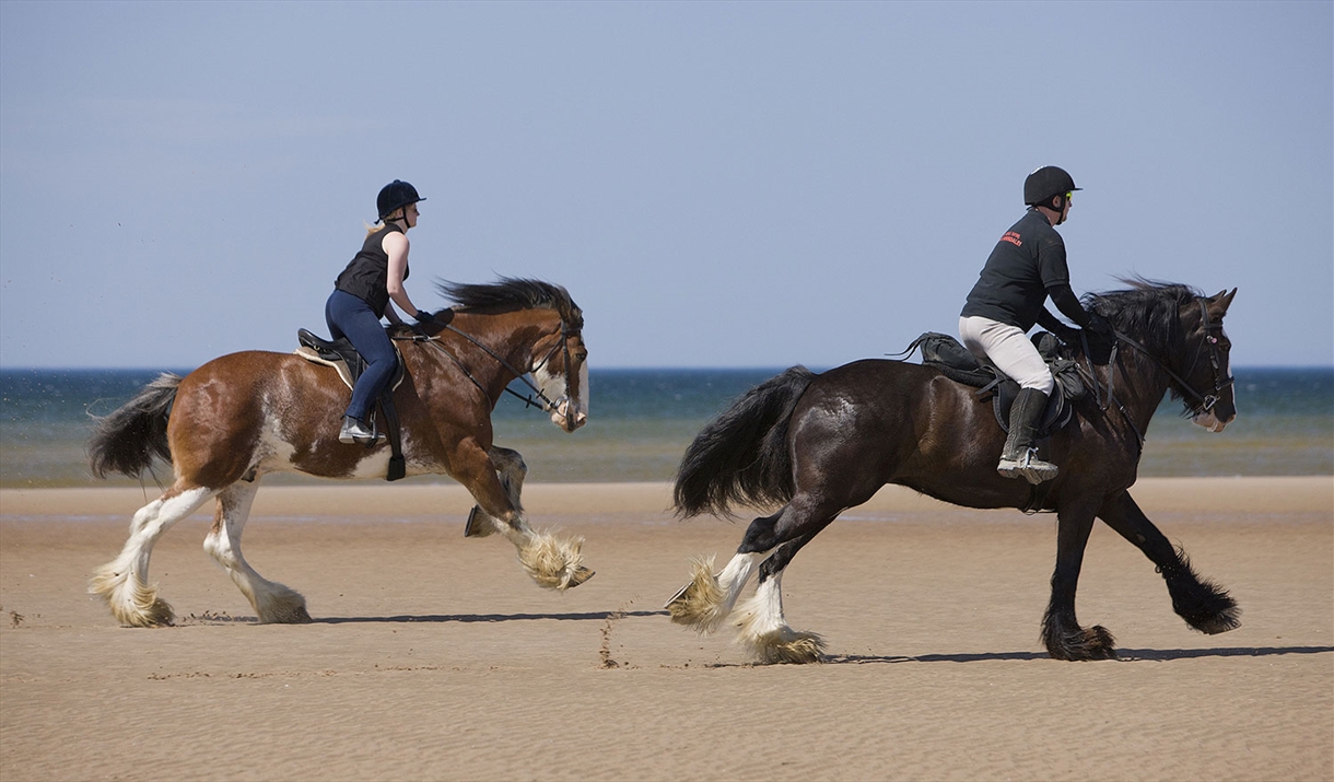 shire horse riding