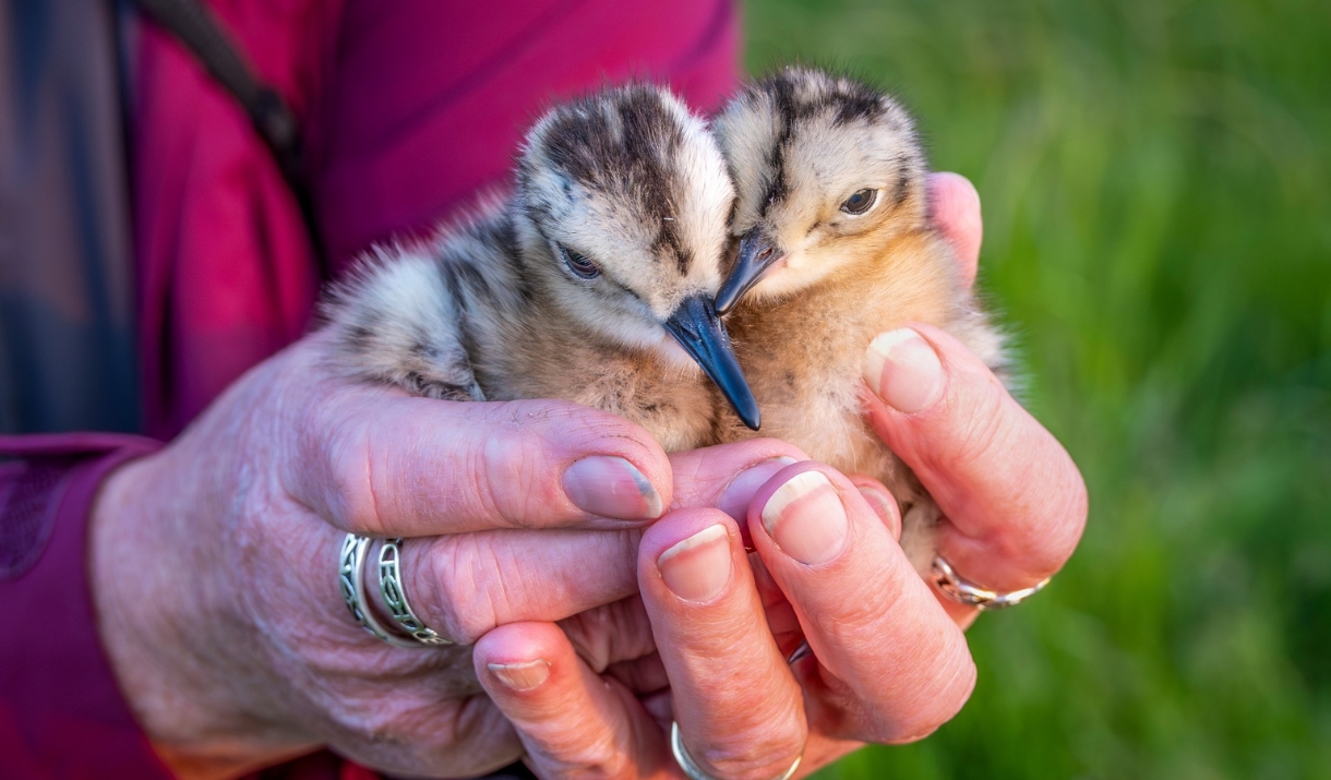 Curlew chicks