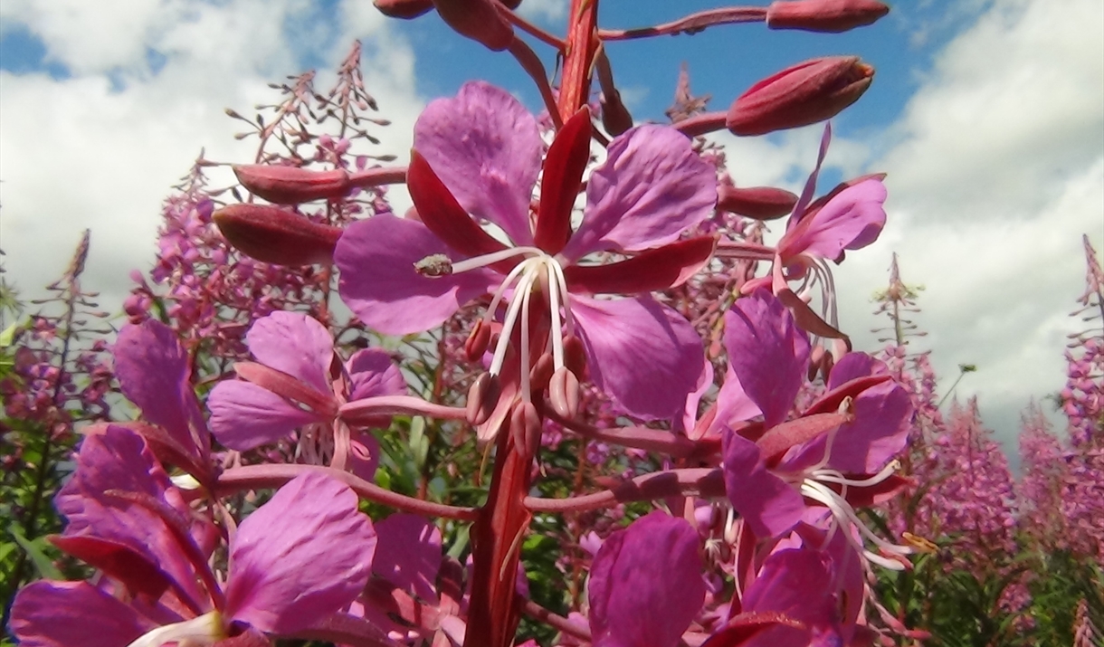 Rosebay Willow Herb