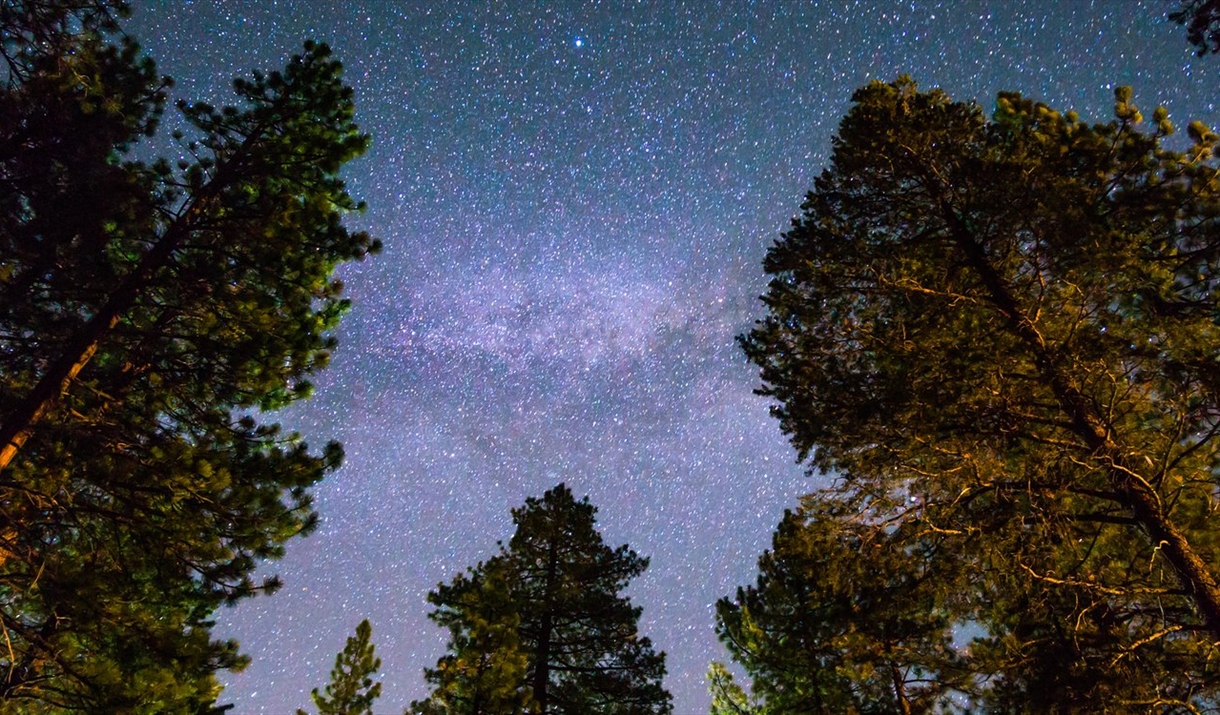 photo of the night sky full of stars above a forest canopy