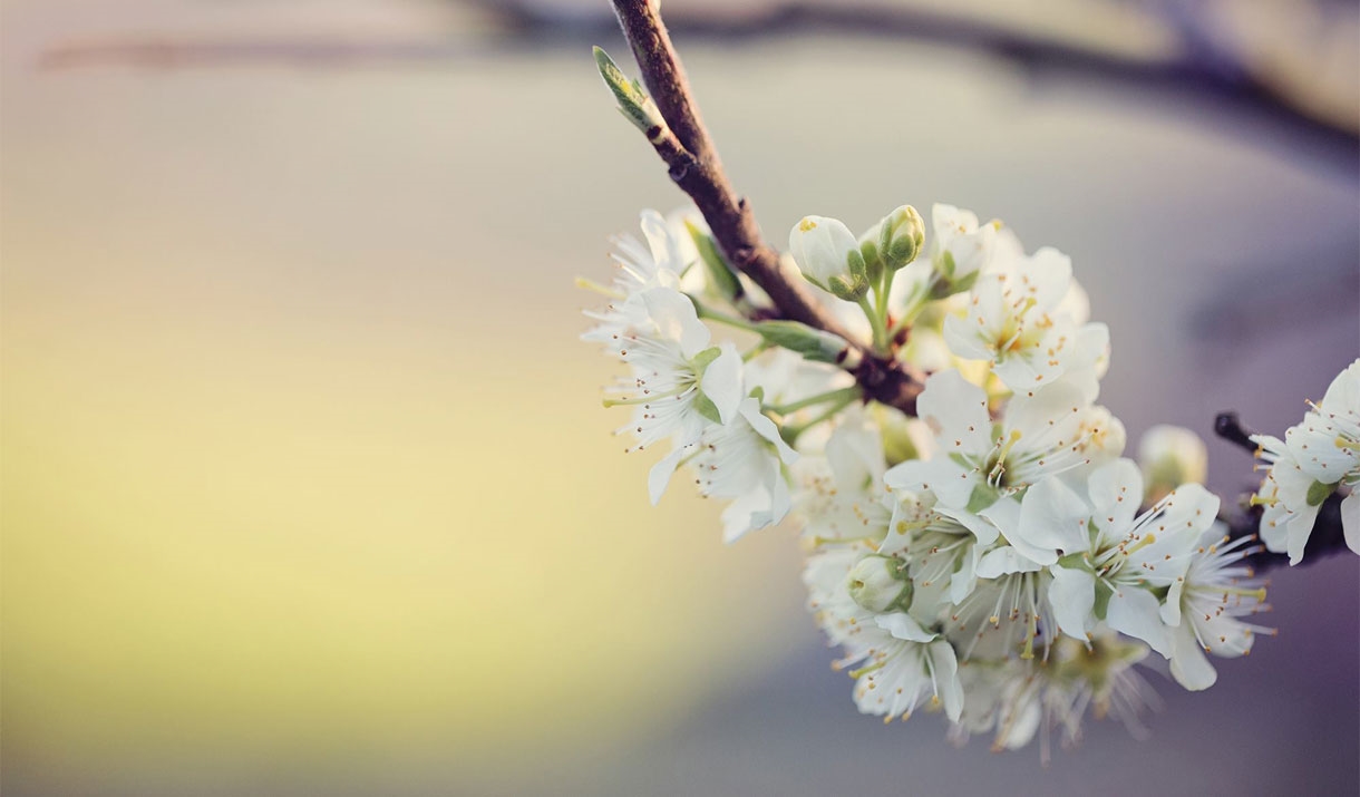 Damson Flowers