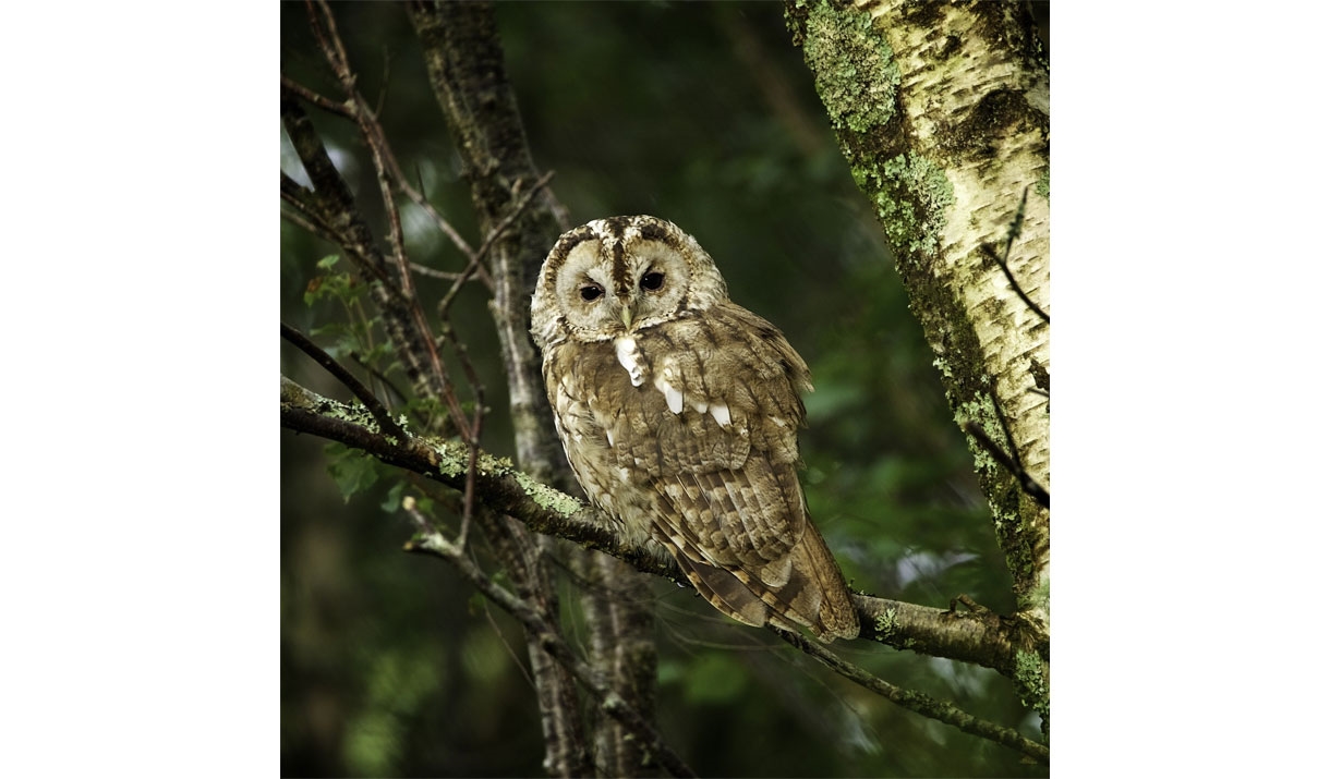 Owl in the Lake District, Cumbria