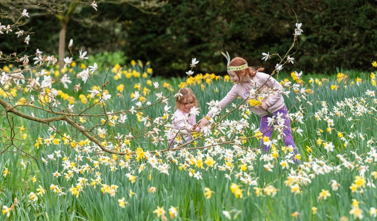 Two children hunt for Easter eggs amongst yellow daffodils at Wray