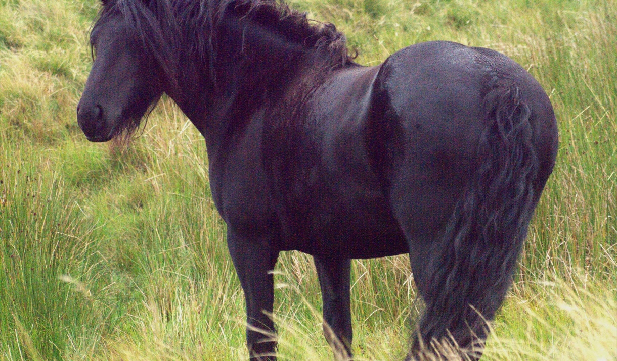 Fell Pony Drawing Class