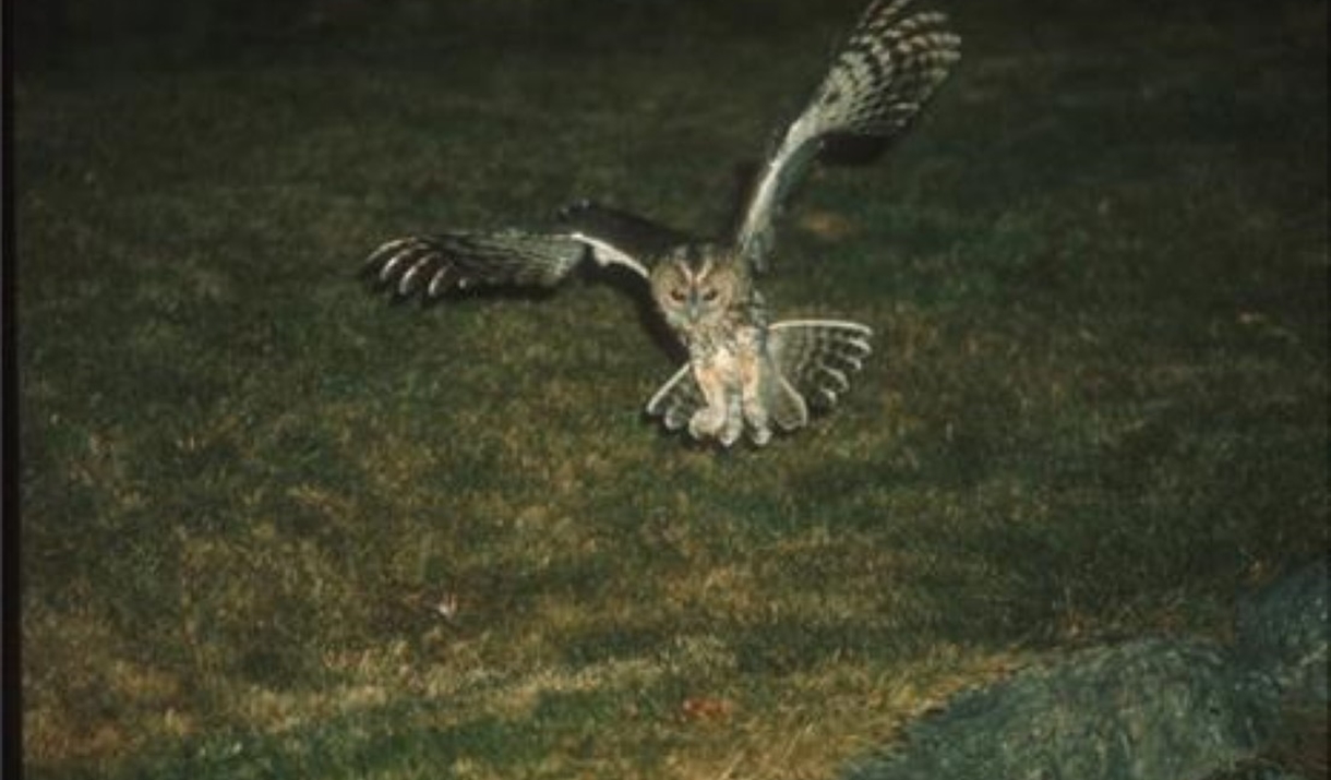 An owl at night