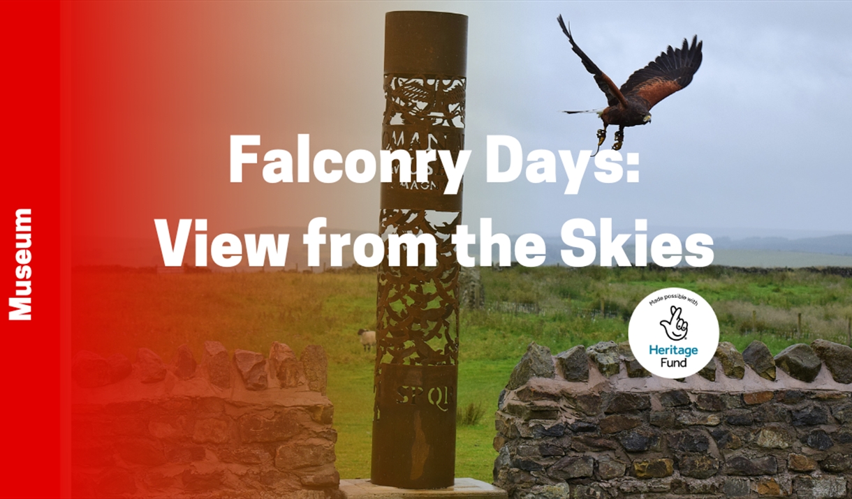 Falconry Days: A View from the Skies