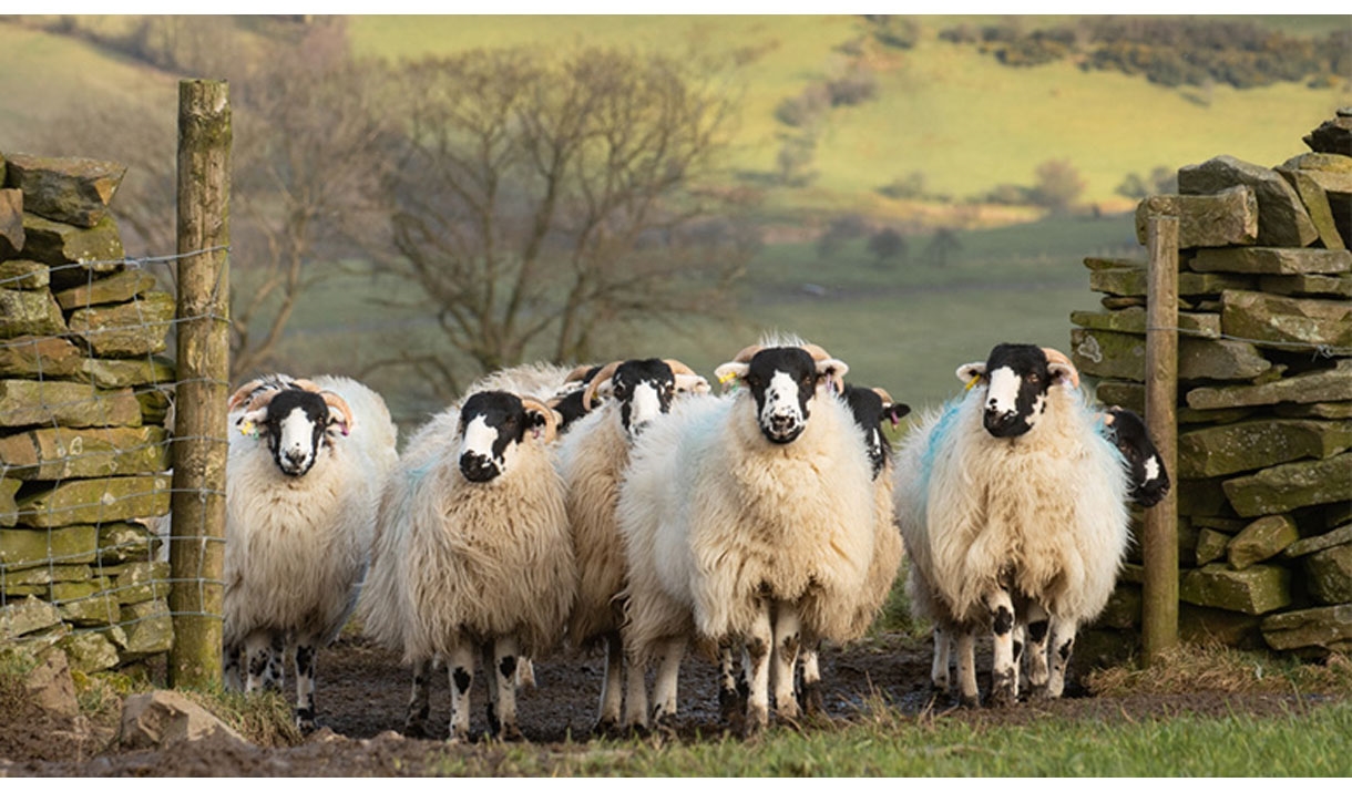 Sheep in Cumbria, an Advert for Forty Farms at Windermere Jetty Museum in Bowness-on-Windermere, Lake District