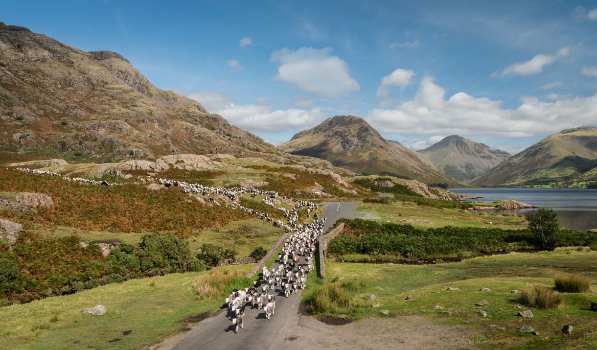 photo of sheep being herded over a bridge in the lake district.