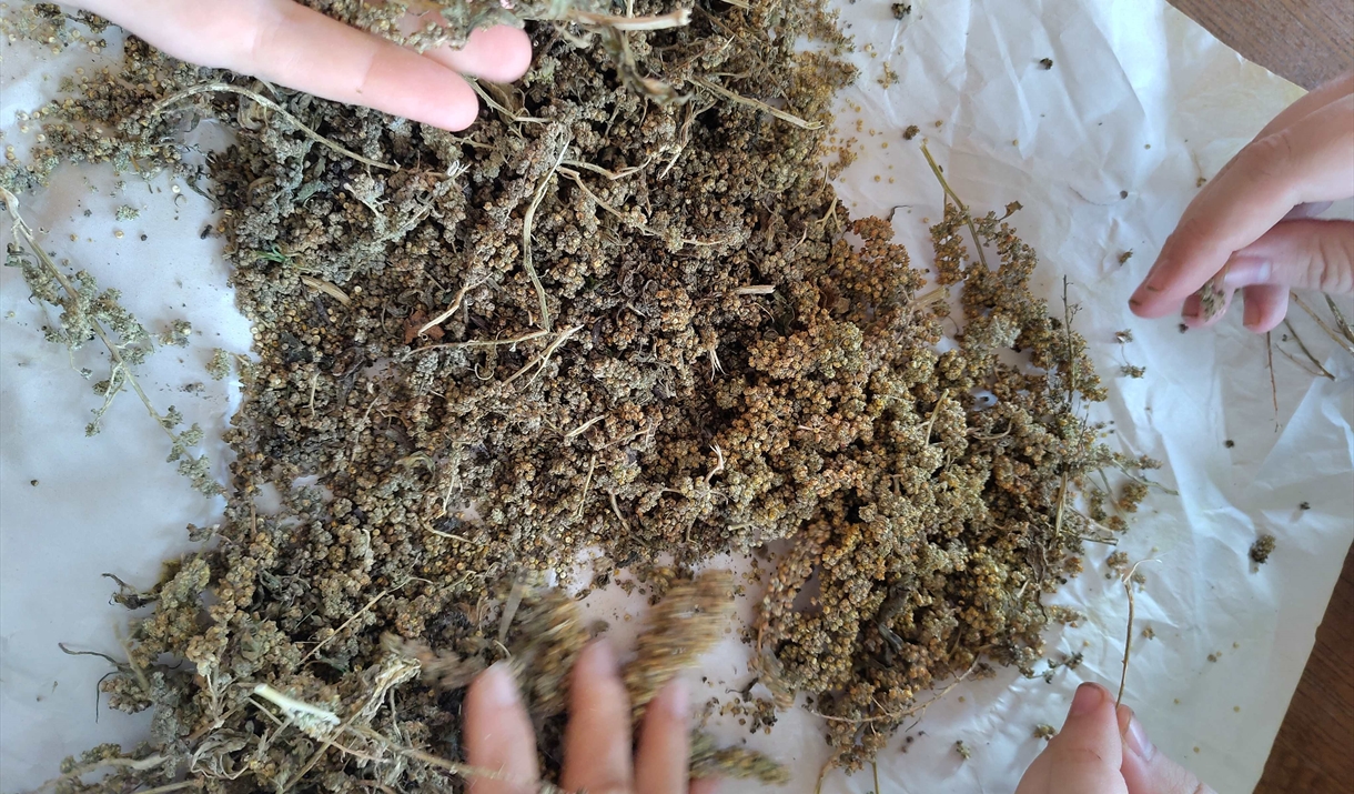 Seed saving workshop