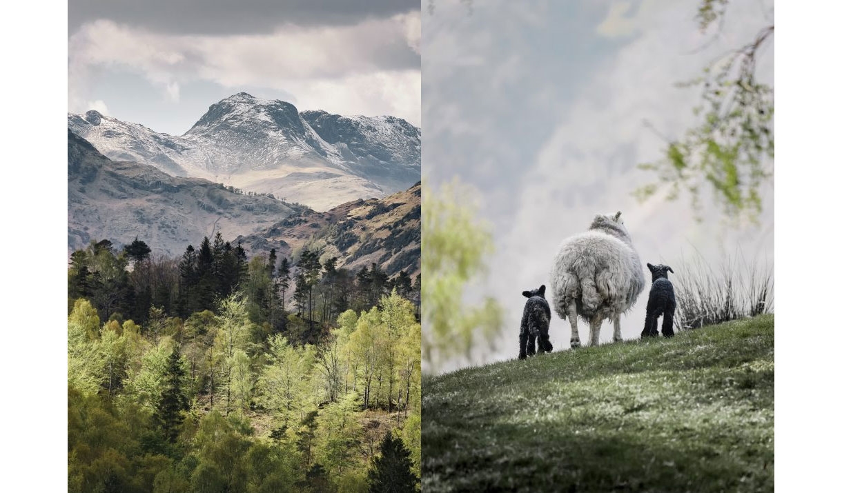 Native Spirit | The Herdwick at Rheged near Penrith, Cumbria