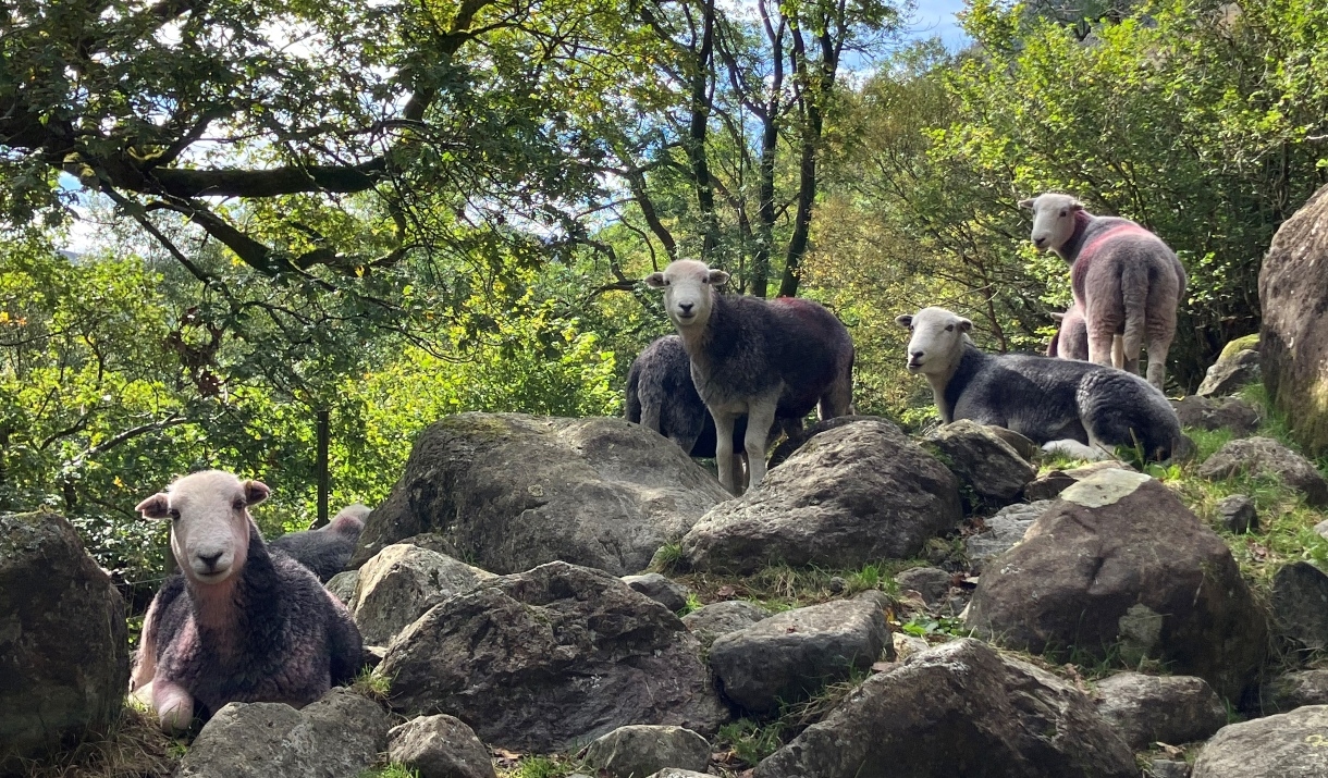 Guided walk: Farming with nature