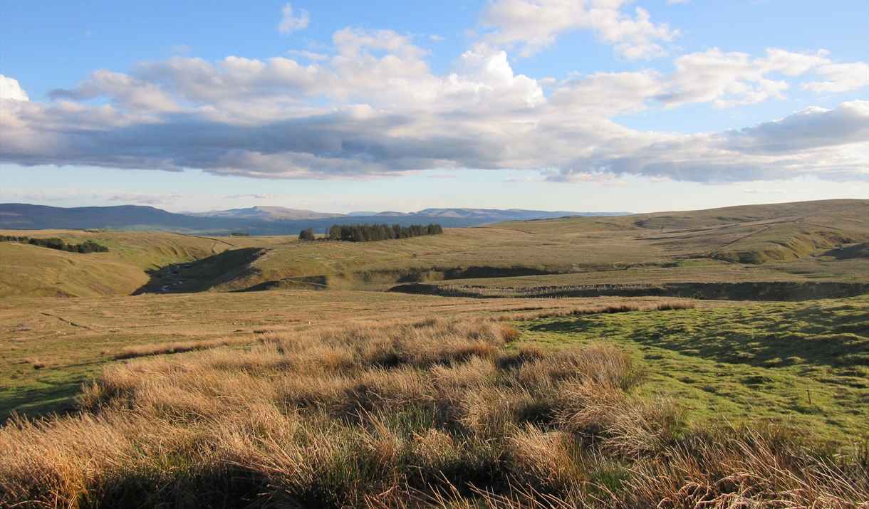 Sunny view of a gently rolling rushy landscape with mountains in the distance.