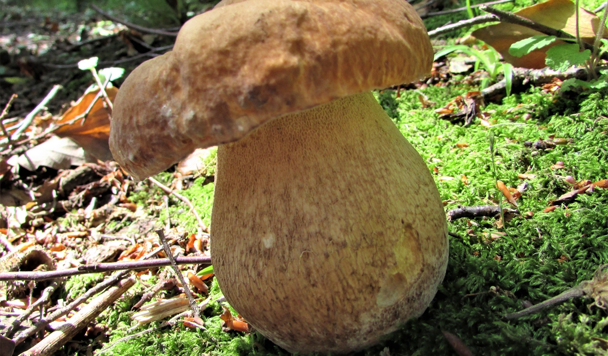 Picture of a Mushroom