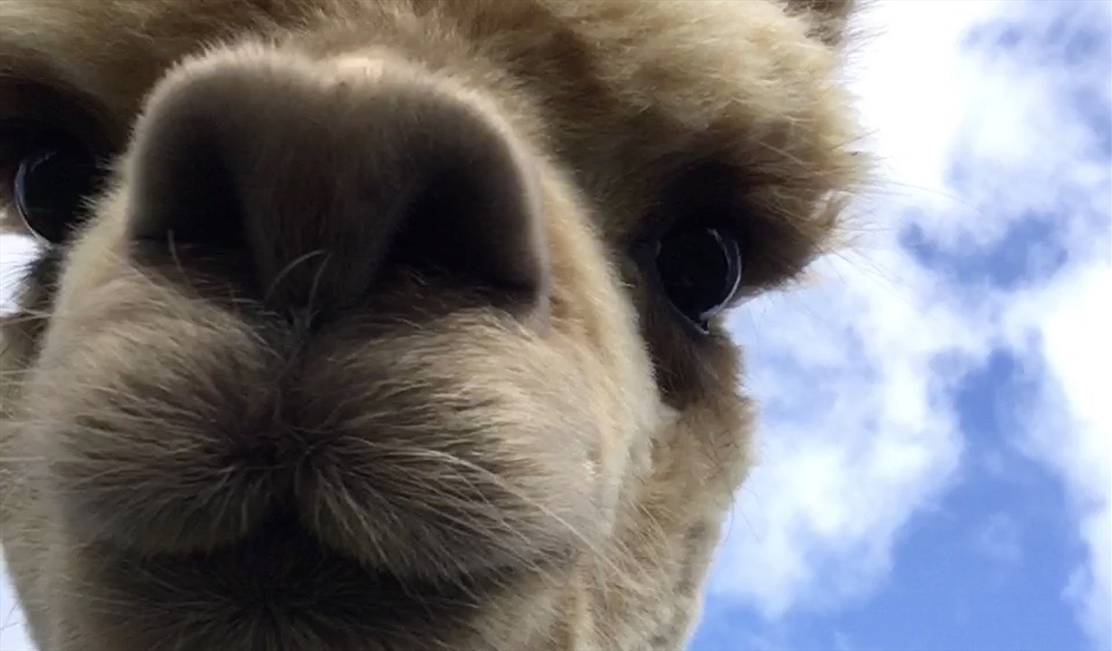 Close-up photo of an alpaca from King Garth Alpacas in Burgh-on-Sands, Cumbria