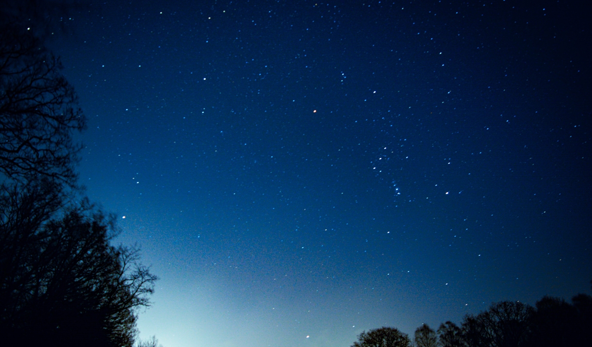 Stars above the forest