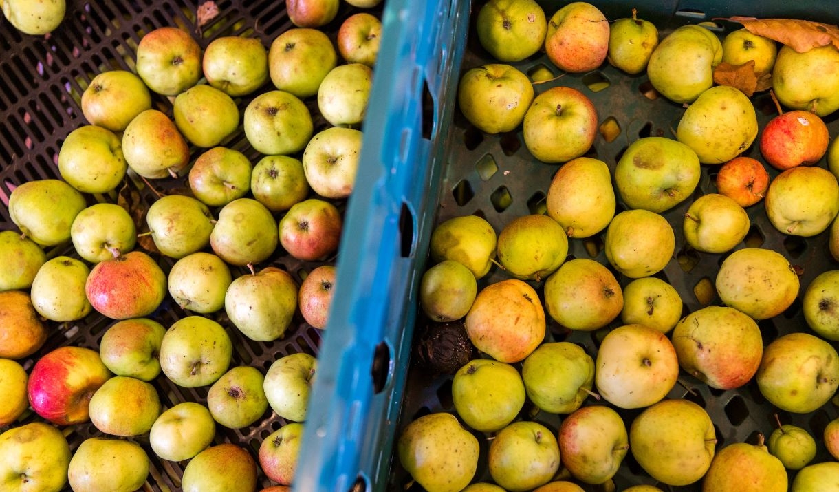 Assorted heritage apples in crates, showing a variety of shapes, sizes and colours.