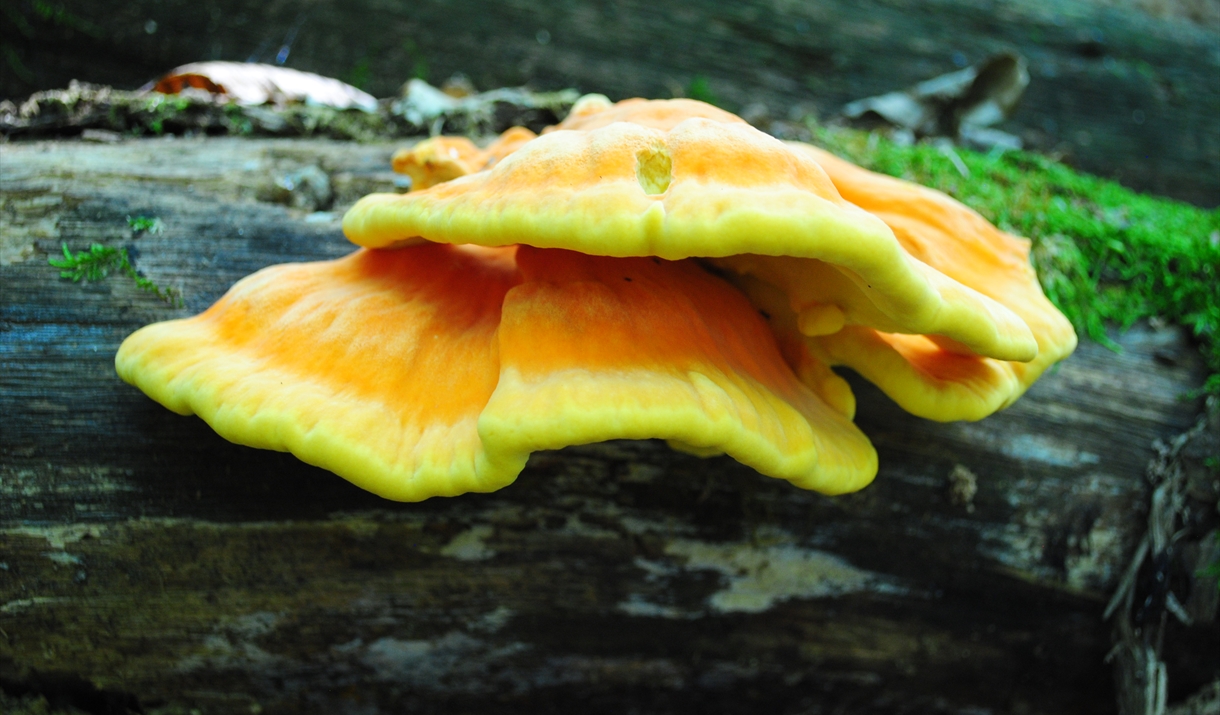 Chicken of the Woods