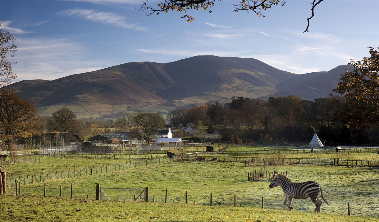 Zebra at The Lake District Wildlife Park in Bassenthwaite, Lake District