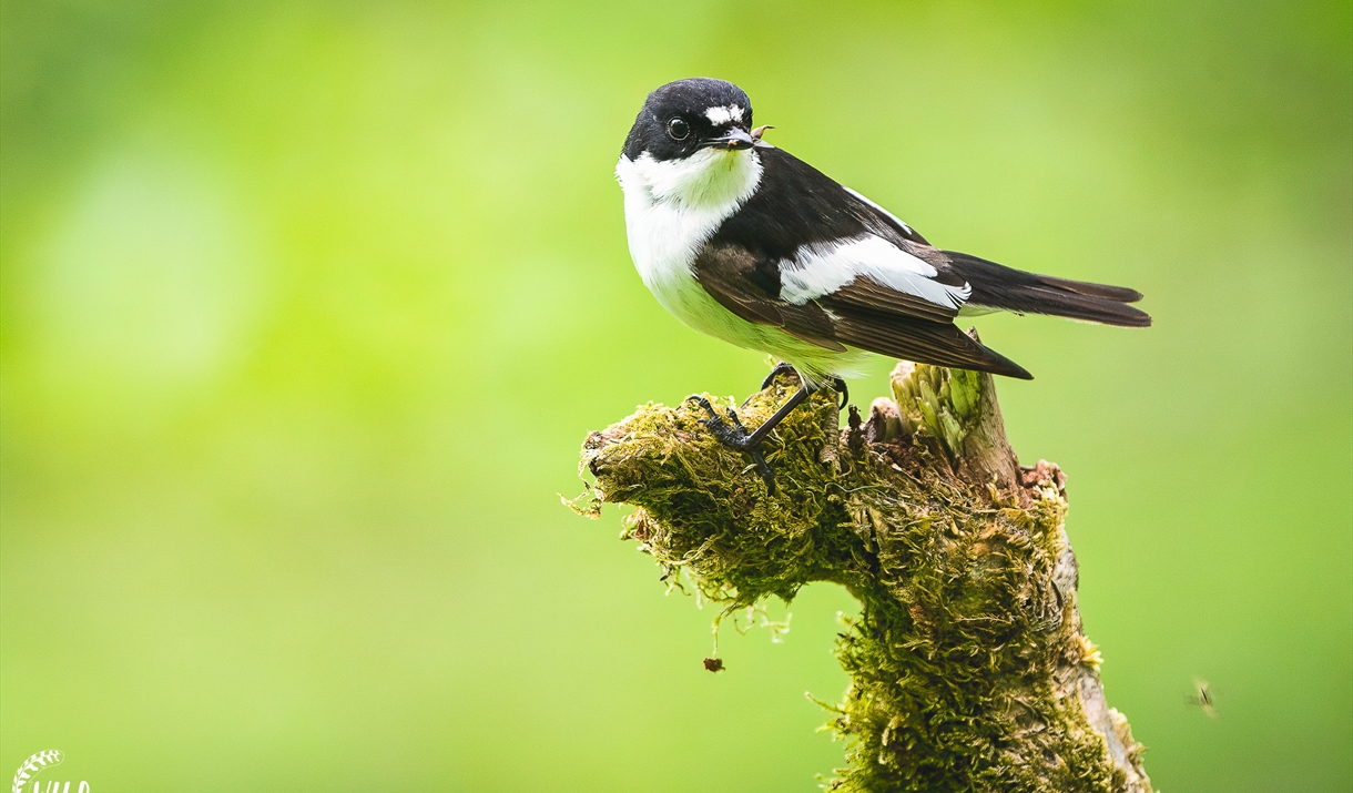 Dawn Chorus Day with the RSPB at Wild Haweswater